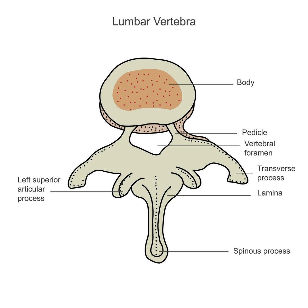 segundo lombar vértebra, lombar coluna, vertebral ossos, vértebra, tronco parede, anatomia do humano esquelético sistema, humano ossudo sistema, humano osso, mão retirou, vetor ilustração