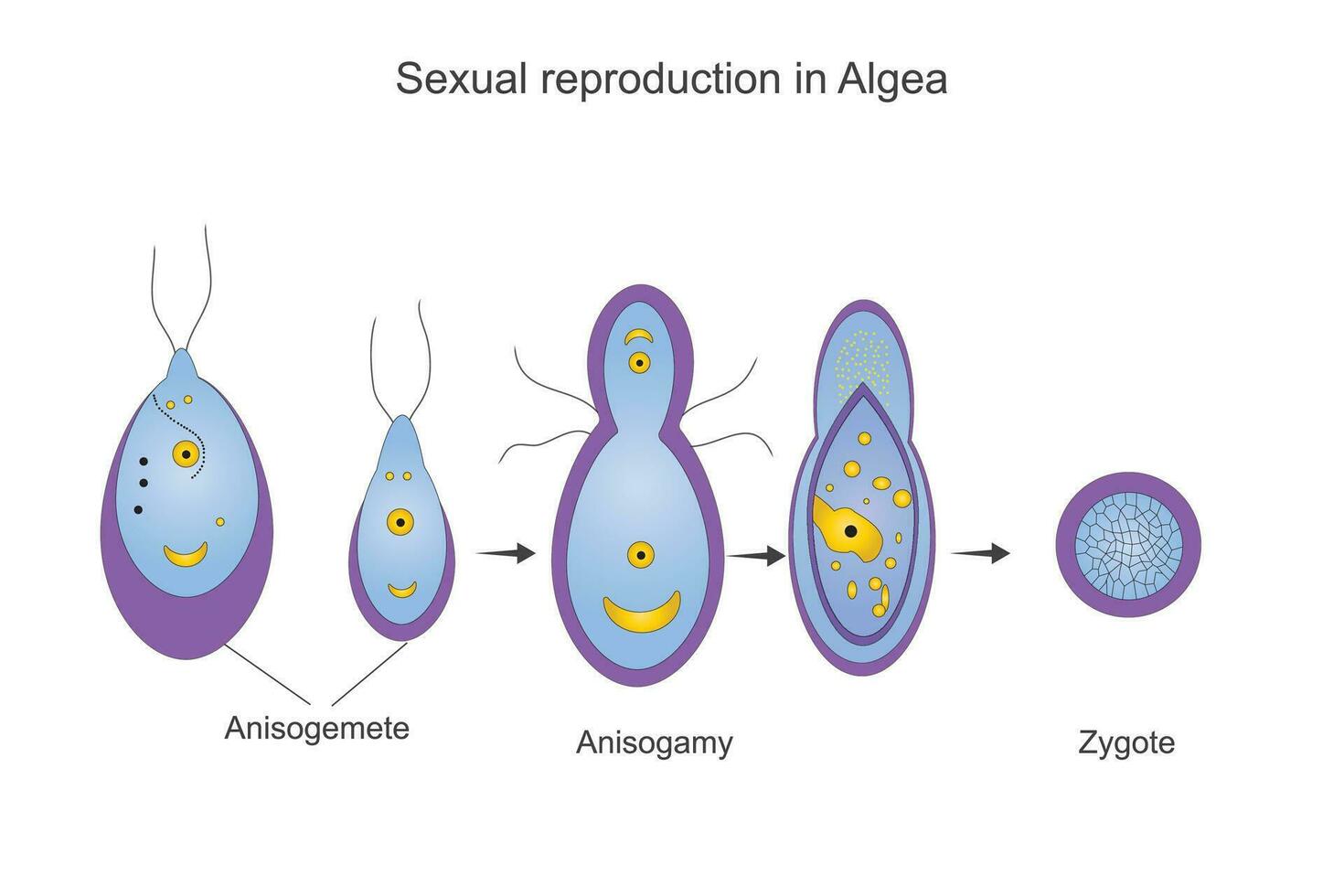 sexual reprodução em algas, anisogamia processo, anisogameta, zigoto, botânica ilustração vetor