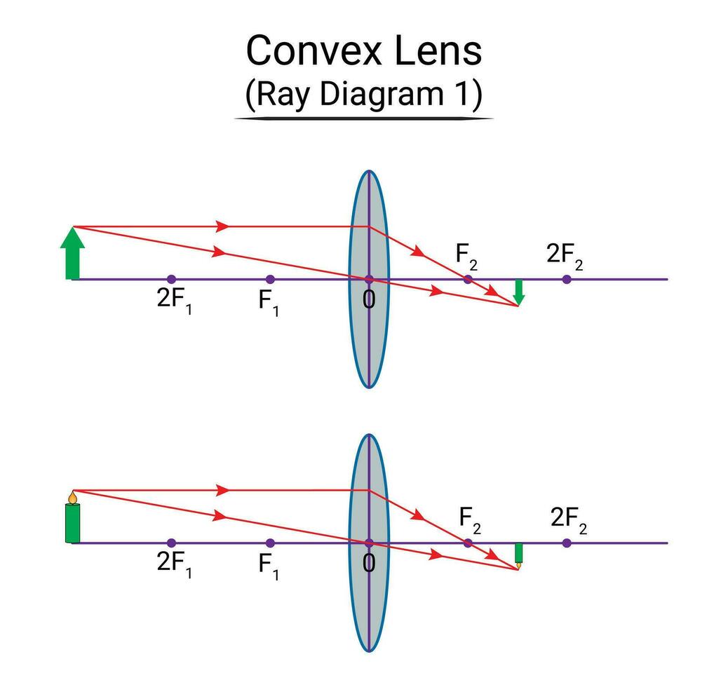 convexo lente raio diagrama 1 vetor