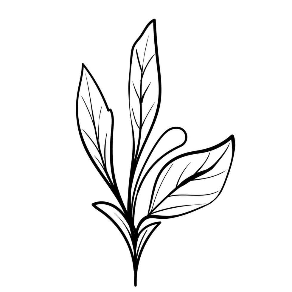 esboço mão desenhado decorativo floral ramo e minimalista folhas para logotipo ou tatuagem. mão desenhado linha Casamento erva, elegante flores silvestres. mínimo linha arte desenhando para imprimir, cobrir ou papel de parede vetor