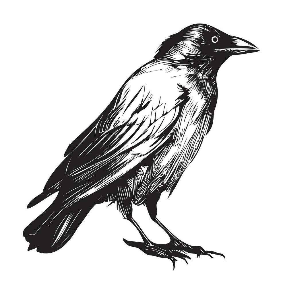 Raven mão desenhado esboço vetor ilustração pássaros