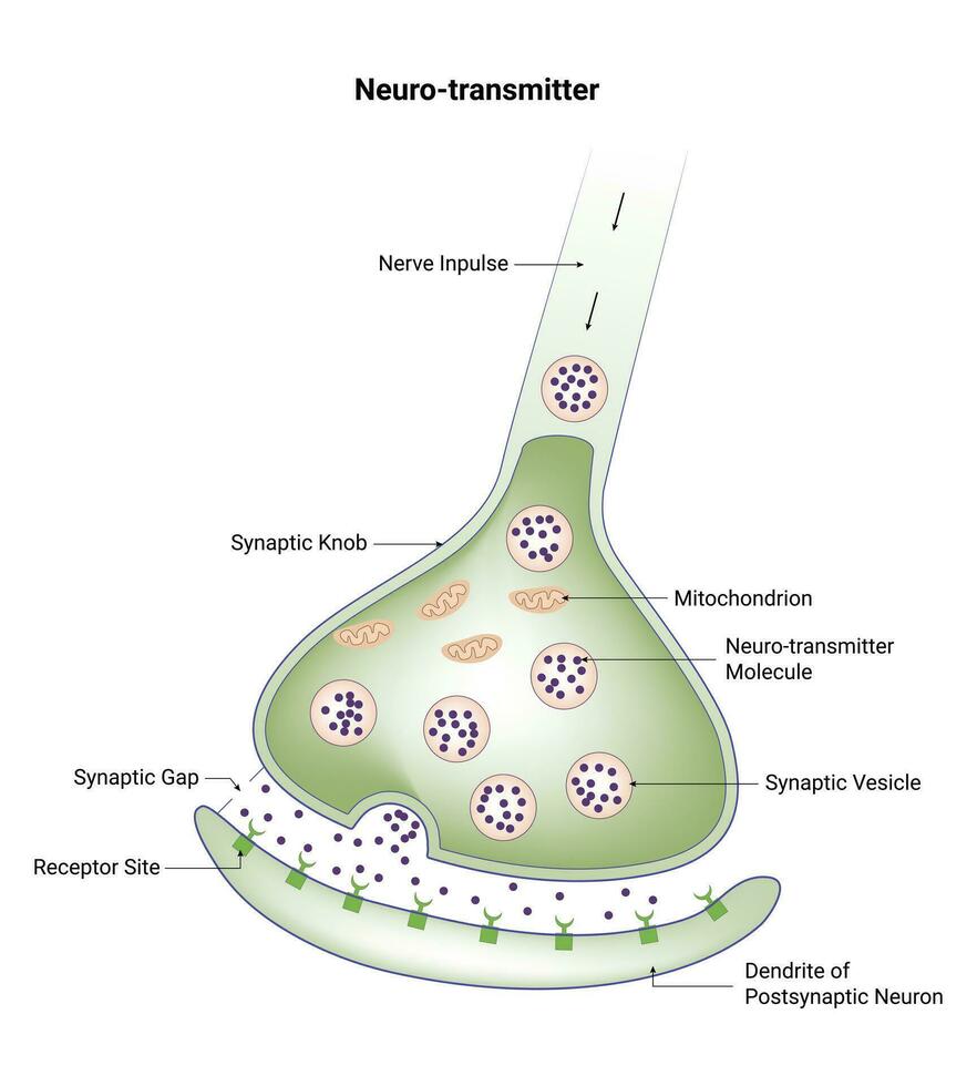 neurotransmissor vetor Projeto ilustração