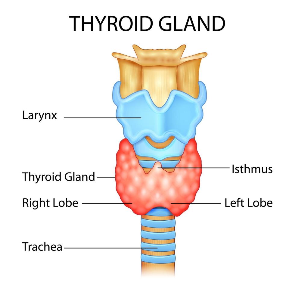 ilustração de gráfico de desenho de educação médica da glândula tireóide humana para estudo de biologia vetor