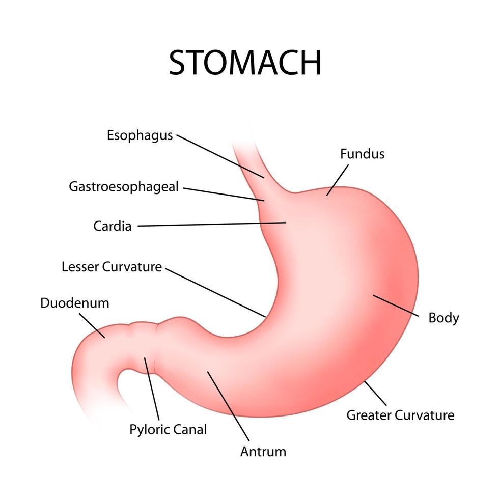 ilustração de saúde e educação médica desenho gráfico de estômago humano para estudo de biologia científica vetor