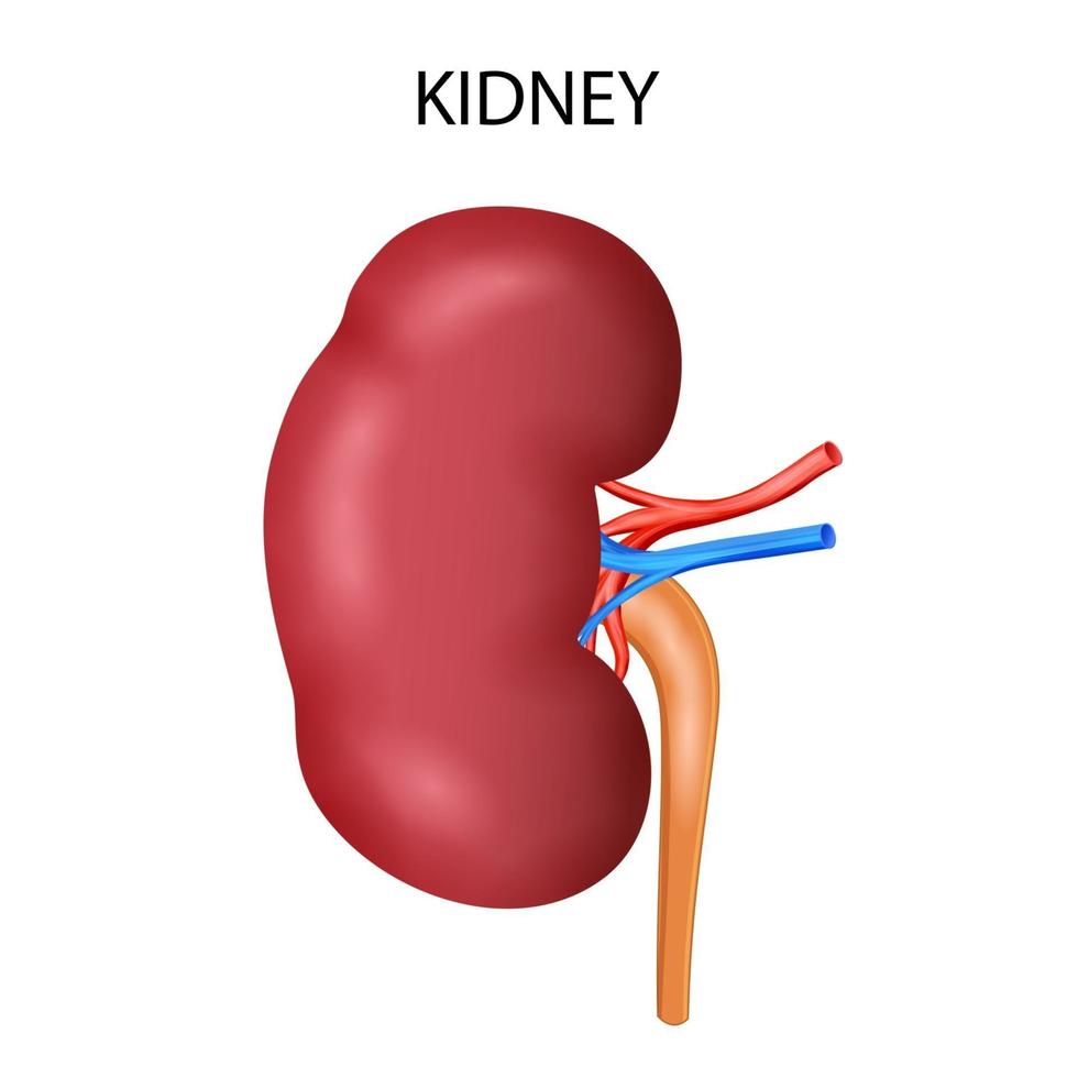 ilustração de gráfico de desenho de saúde e educação médica da glândula tireoide humana para estudo de biologia científica vetor