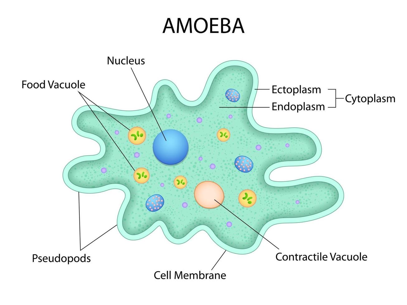 ilustração de saúde e educação médica desenho gráfico de ameba para estudo de biologia científica vetor