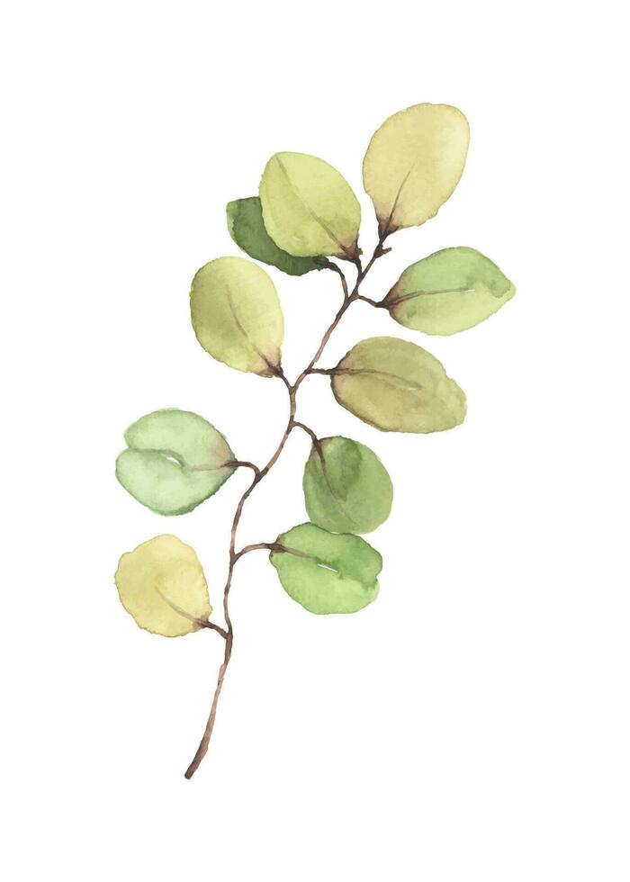 eucalipto folhas e galhos aguarela mão pintado vetor