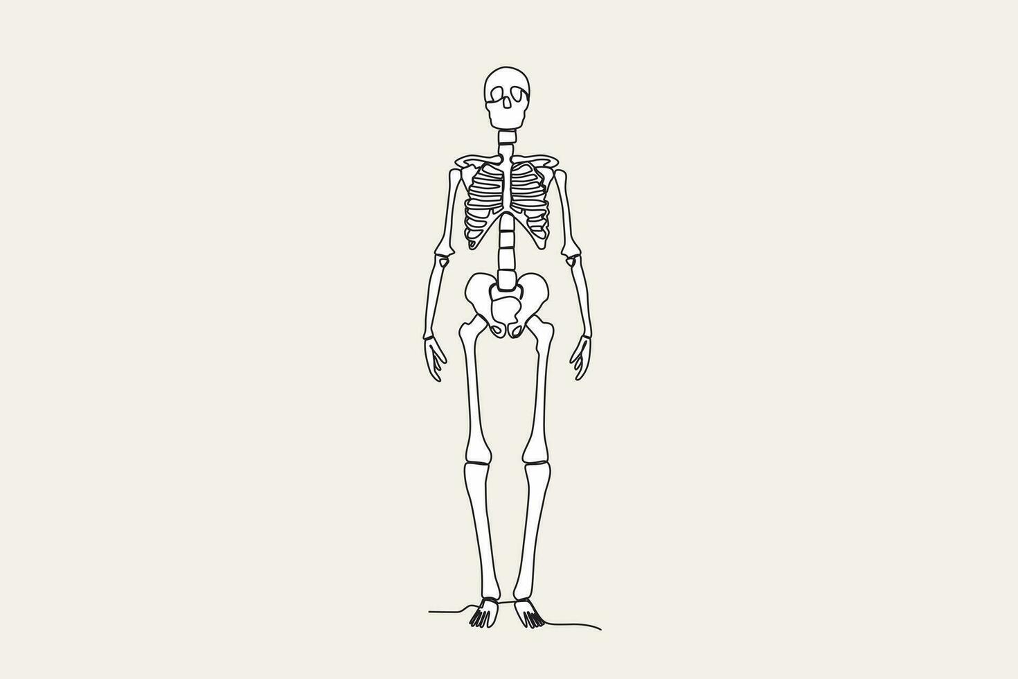 cor ilustração do a frente Visão do uma humano esqueleto vetor