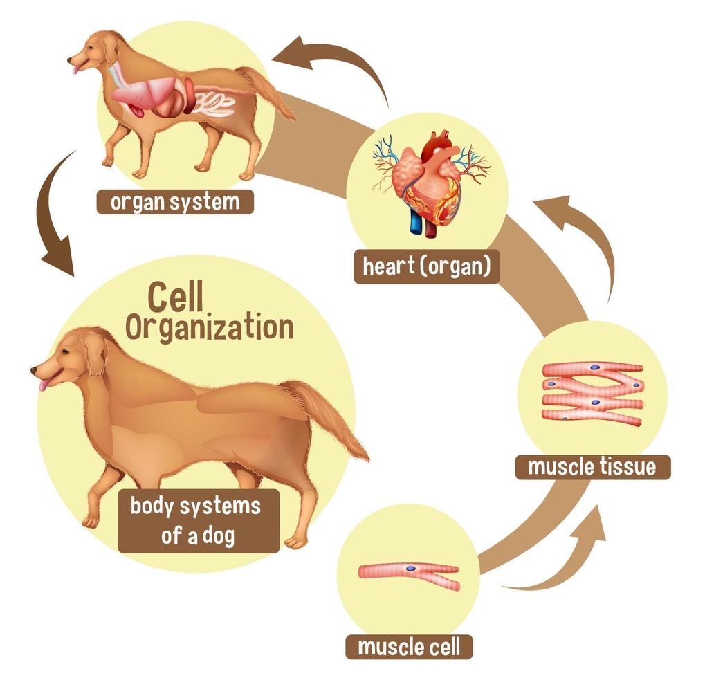 diagrama mostrando a organização celular em um cachorro vetor