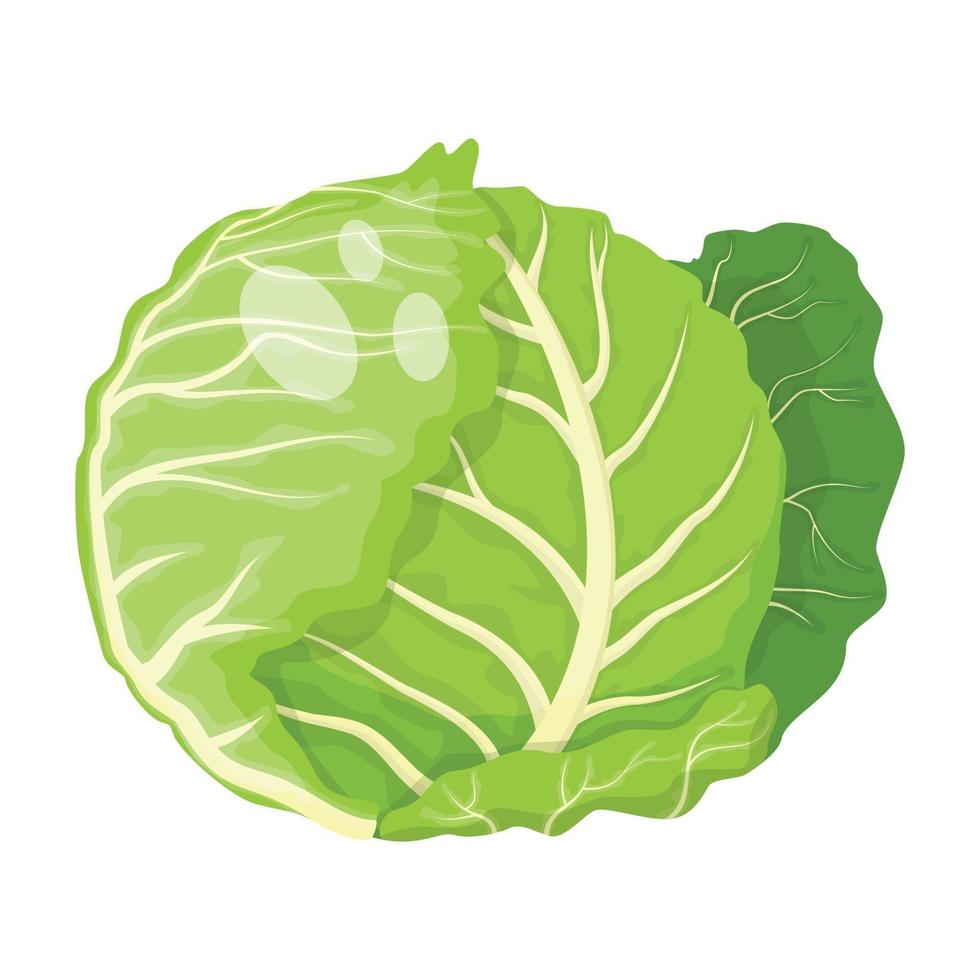 repolho vegetal, ilustração vetorial vetor