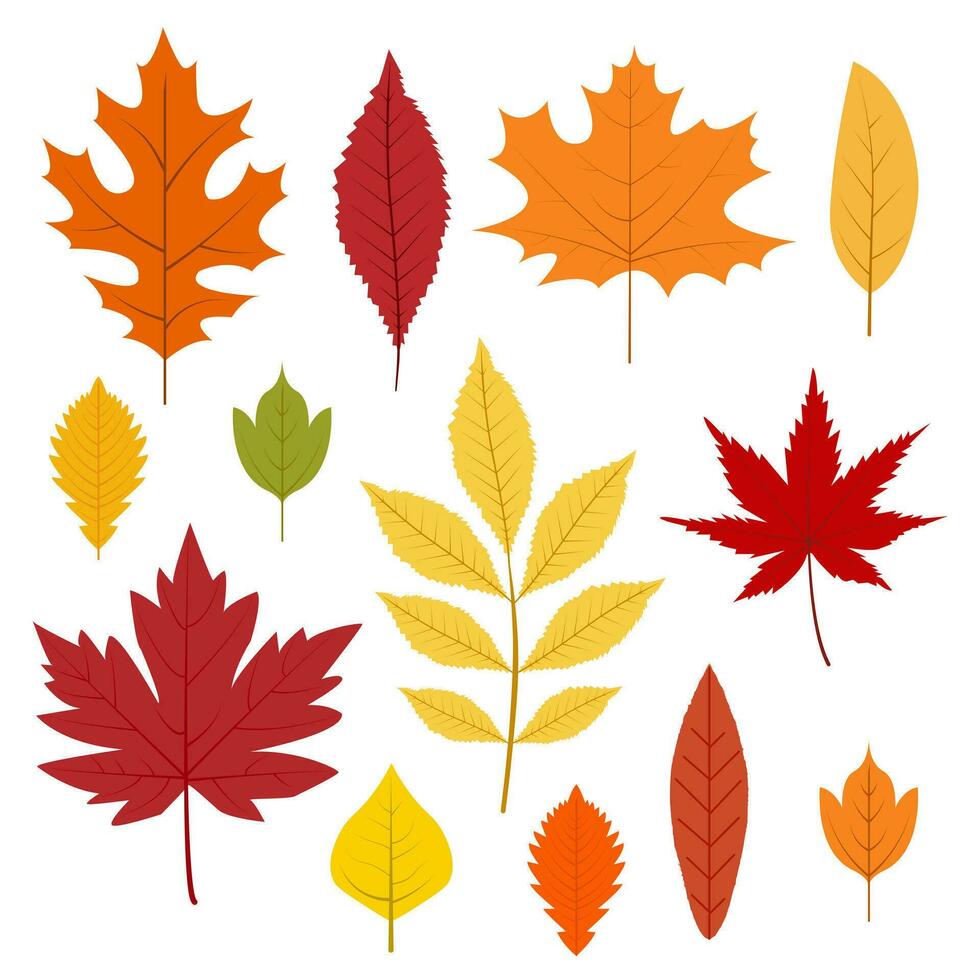 outono folhas coleção. colorida folhas dentro desenho animado estilo. isolado vetor ilustração em branco fundo.