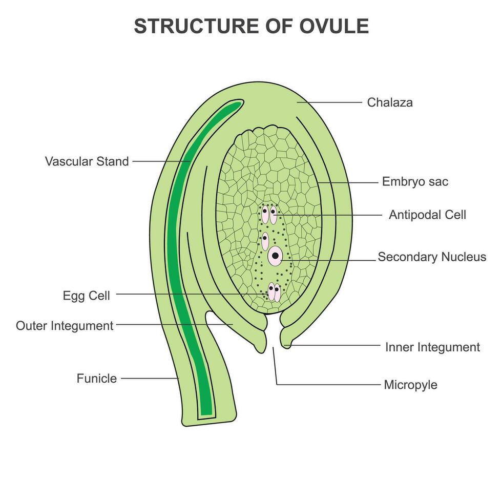 a óvulo dentro uma plantar consiste do tegumentos protetora camadas em torno da a embrião saco, que contém a ovo célula. vetor