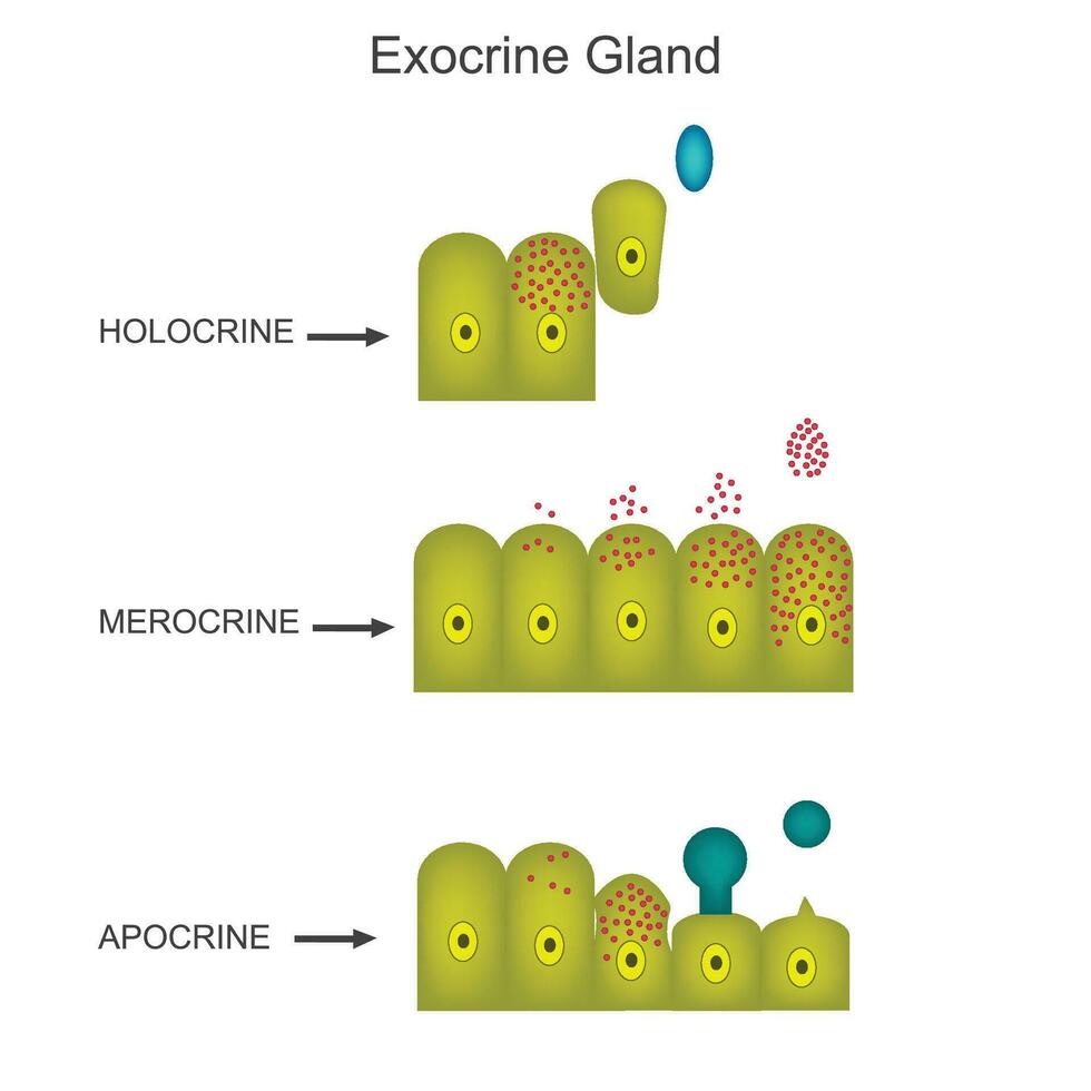 exócrino glândula. biológico conceito. vetor