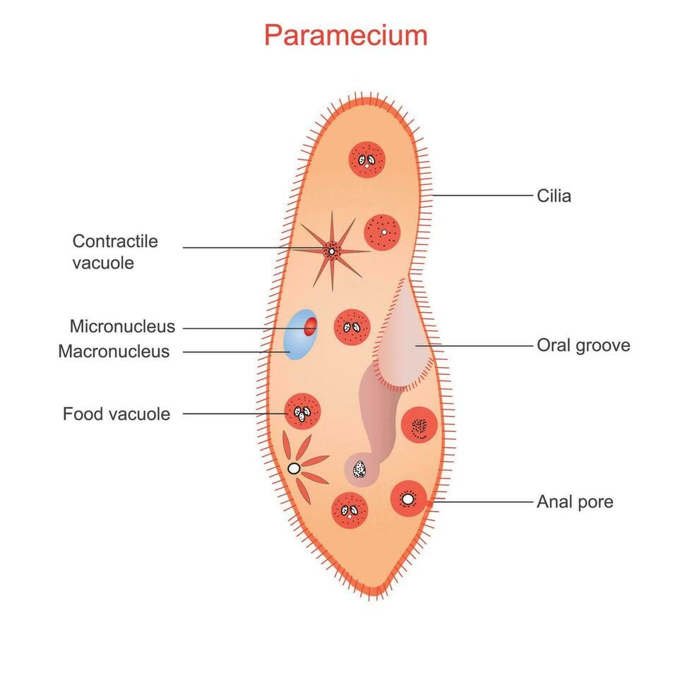 anatomia do paramécio. ciliado protozoário este vidas dentro estagnado fresco água. isto é coberto com cílios que permitir isto para mover e alimentação em bactérias.educação gráfico do biologia. vetor ilustração