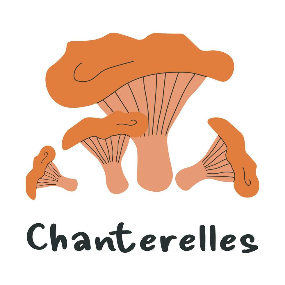 chanterelles cogumelos isolado em branco. outono, cogumelo temporada. comestível floresta cogumelos. plano vetor ilustração.