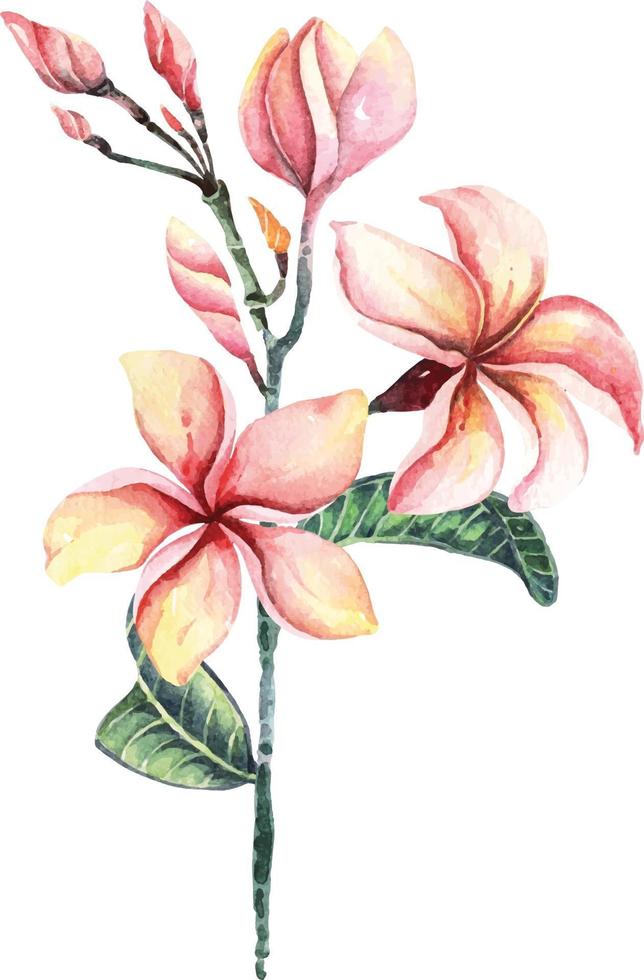 plumeria com aquarela 2 vetor