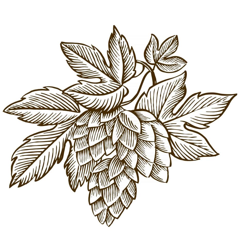 ilustração de gravura vintage de lúpulo e malte para logotipo de cerveja vetor