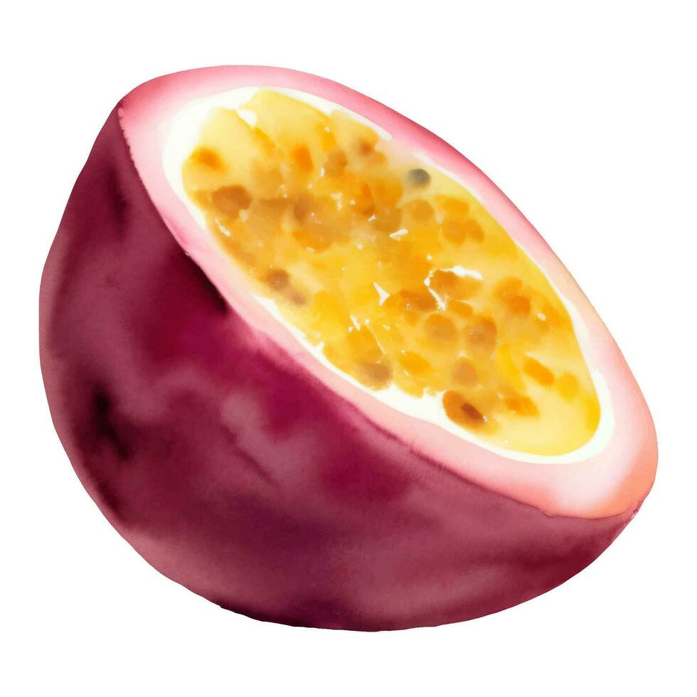 metade paixão fruta com sementes isolado mão desenhado pintura ilustração vetor