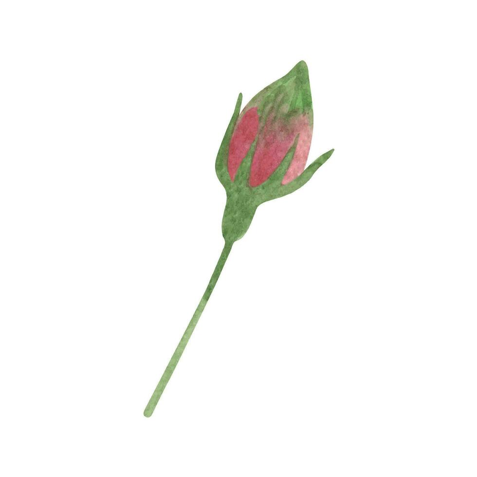 corar Rosa rosa clipart. mão desenhado aguarela ilustrações. vetor