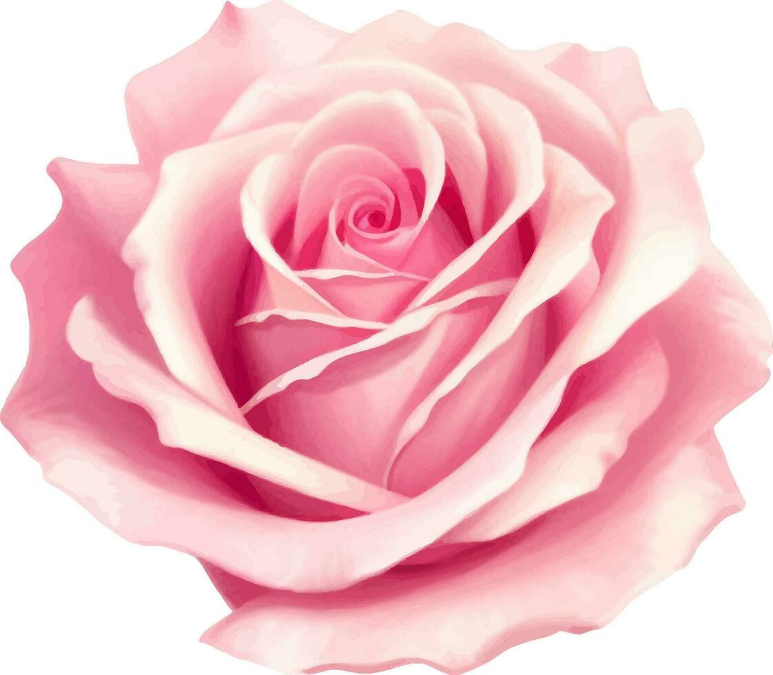 Rosa rosa detalhado lindo mão desenhado vetor ilustração