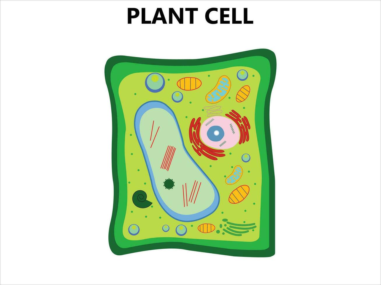 plantar célula estrutura, anatomia infográfico diagrama com partes plano vetor ilustração Projeto para biologia Ciência Educação escola livro conceito microbiologia organismo esquema etiquetas do componentes