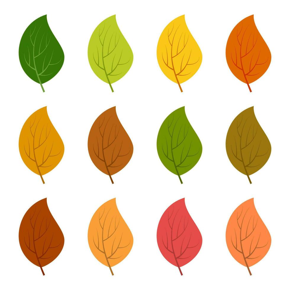 conjunto de doze folhas de outono em diferentes cores de outono. ilustração vetorial. vetor