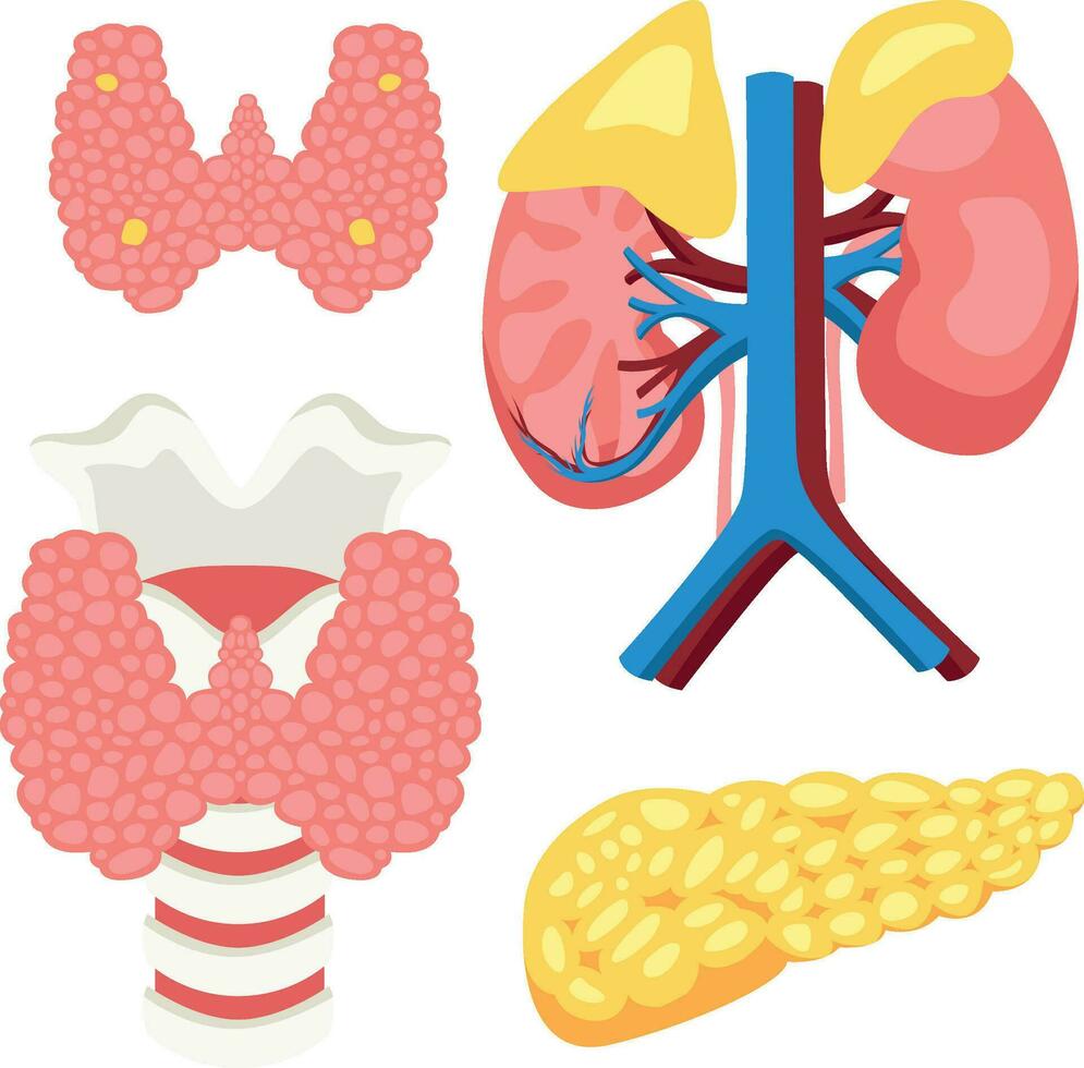 humano endócrino glândulas para estude dentro médico universidades para cirurgiões e de outros médicos isolado em branco fundo vetor