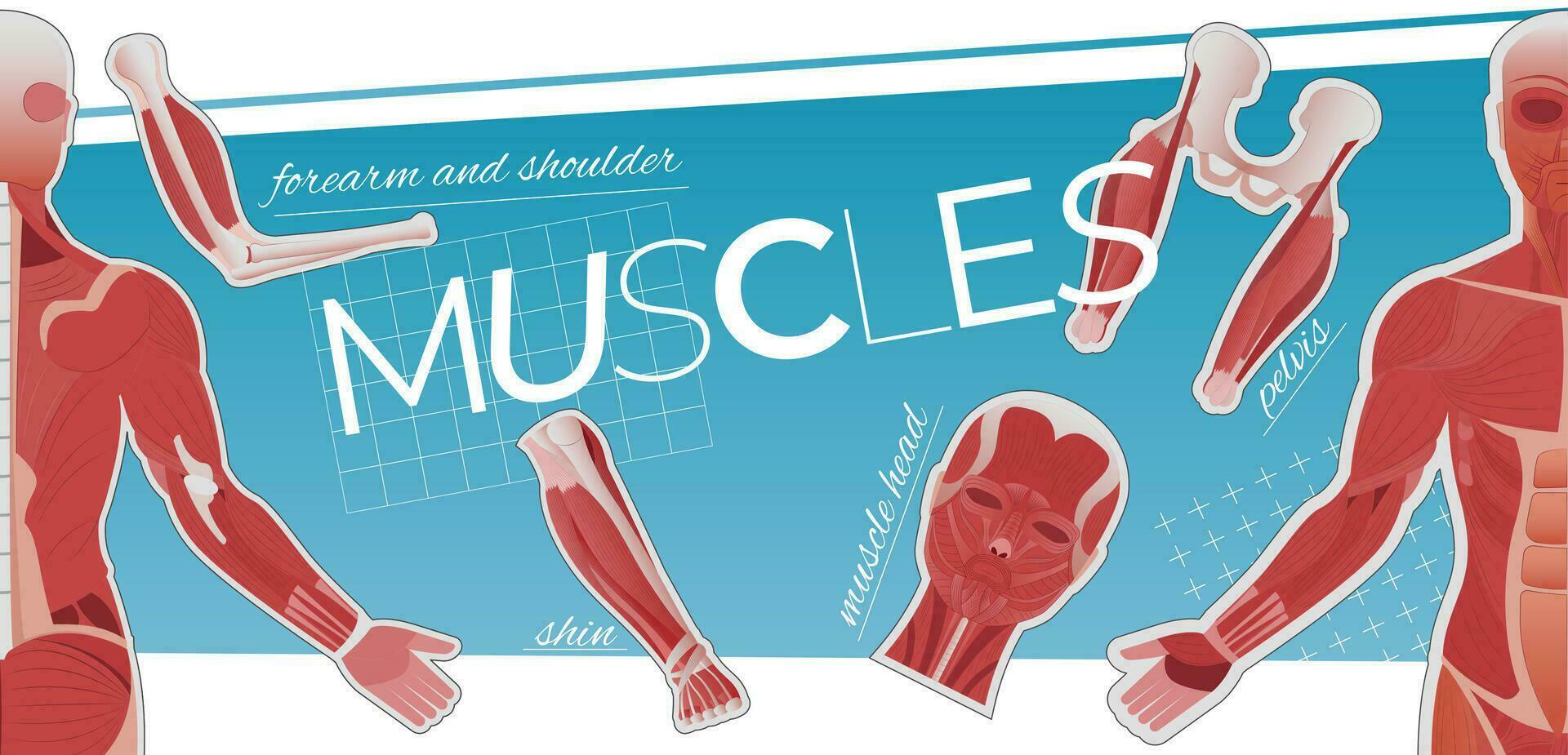 músculo anatomia plano colagem vetor