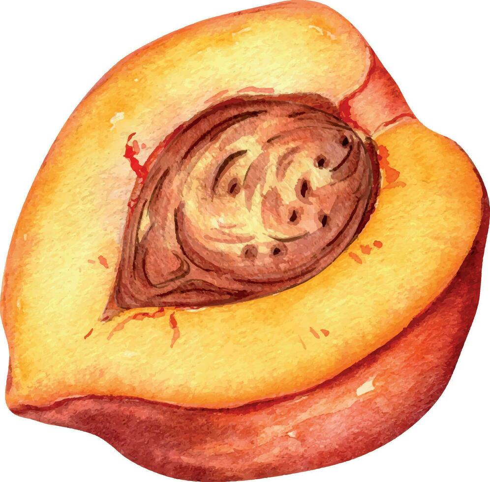 fresco metade vermelho pêssego com Cova aguarela ilustração isolado em branco. mão desenhado fatiar, peça laranja fruta nectarina. pintura Comida ilustração, Projeto elemento para pacote, rótulo. vetor