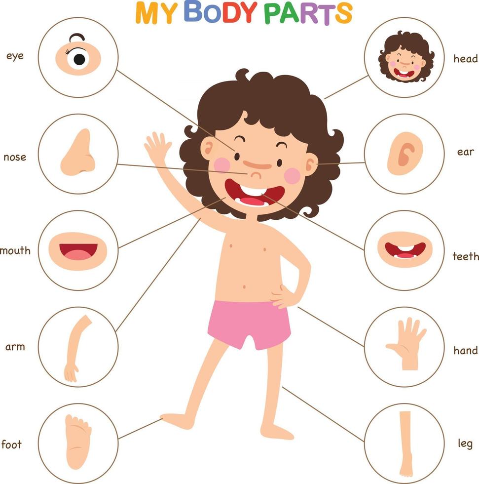 ilustração da parte do vocabulário do vetor do corpo