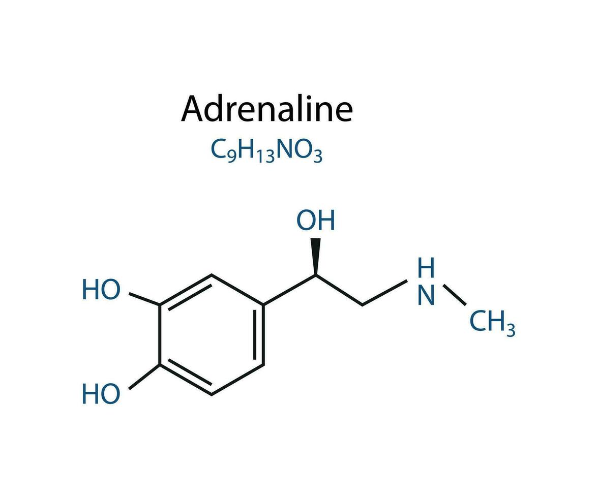 químico Fórmula do adrenalina molécula esquelético vetor ilustração.
