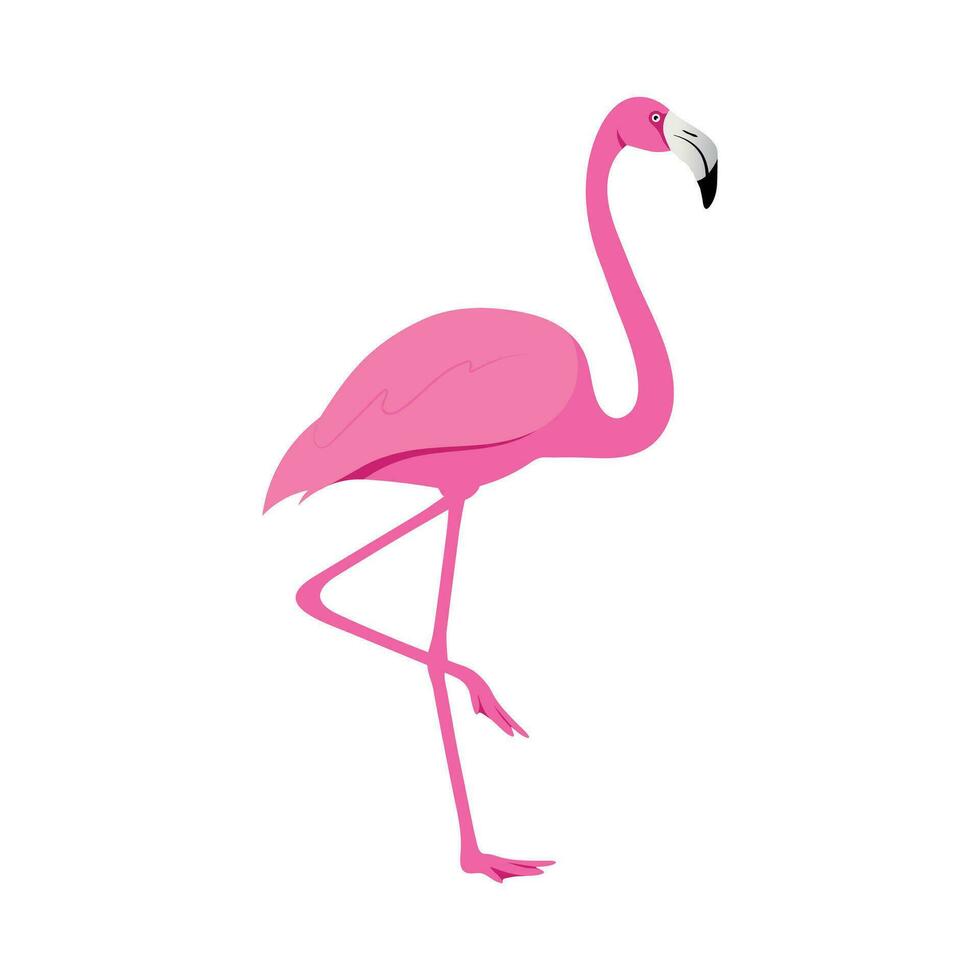 Rosa flamingo pássaros ilustração vetor