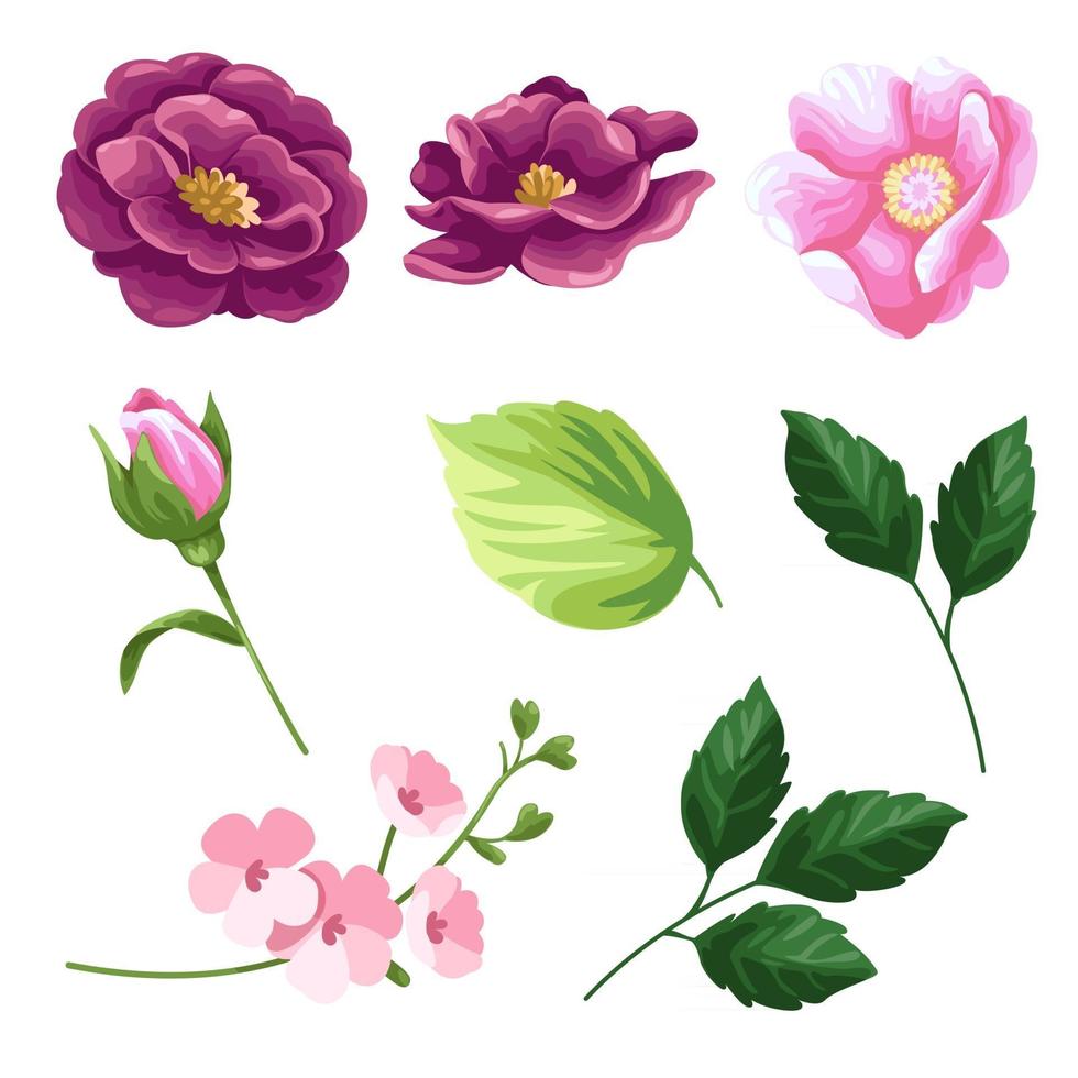 grande conjunto de elementos aquarela rosa, tulipa, folhas. coleção de elementos do vetor. ilustração isolada no fundo branco. botânico. vetor
