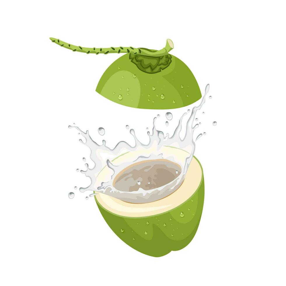 vetor ilustração, fresco coco com salpicos do coco água, isolado em branco fundo.