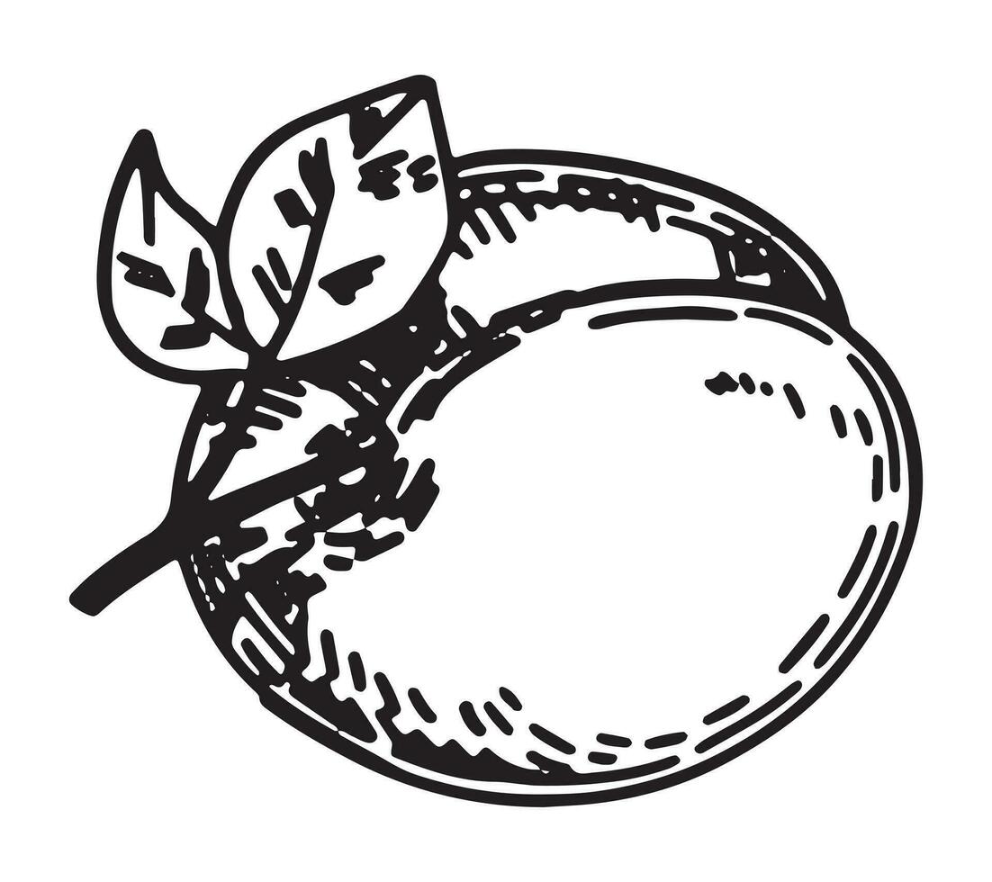 esboço clipart do ameixa fruta. rabisco do outono jardim colheita. mão desenhado vetor ilustração isolado em branco fundo.