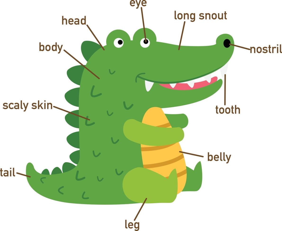 ilustração da parte do vocabulário do crocodilo do corpo. vetor