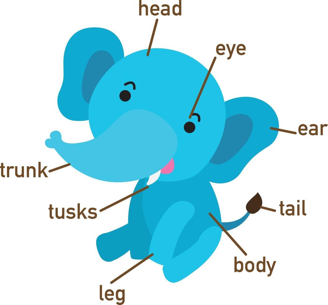 ilustração da parte do vocabulário do elefante no corpo. vetor