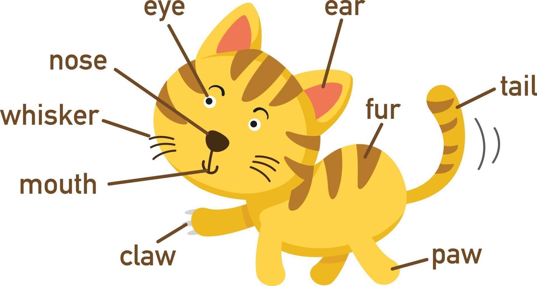 ilustração da parte do vocabulário do gato em body.vector vetor