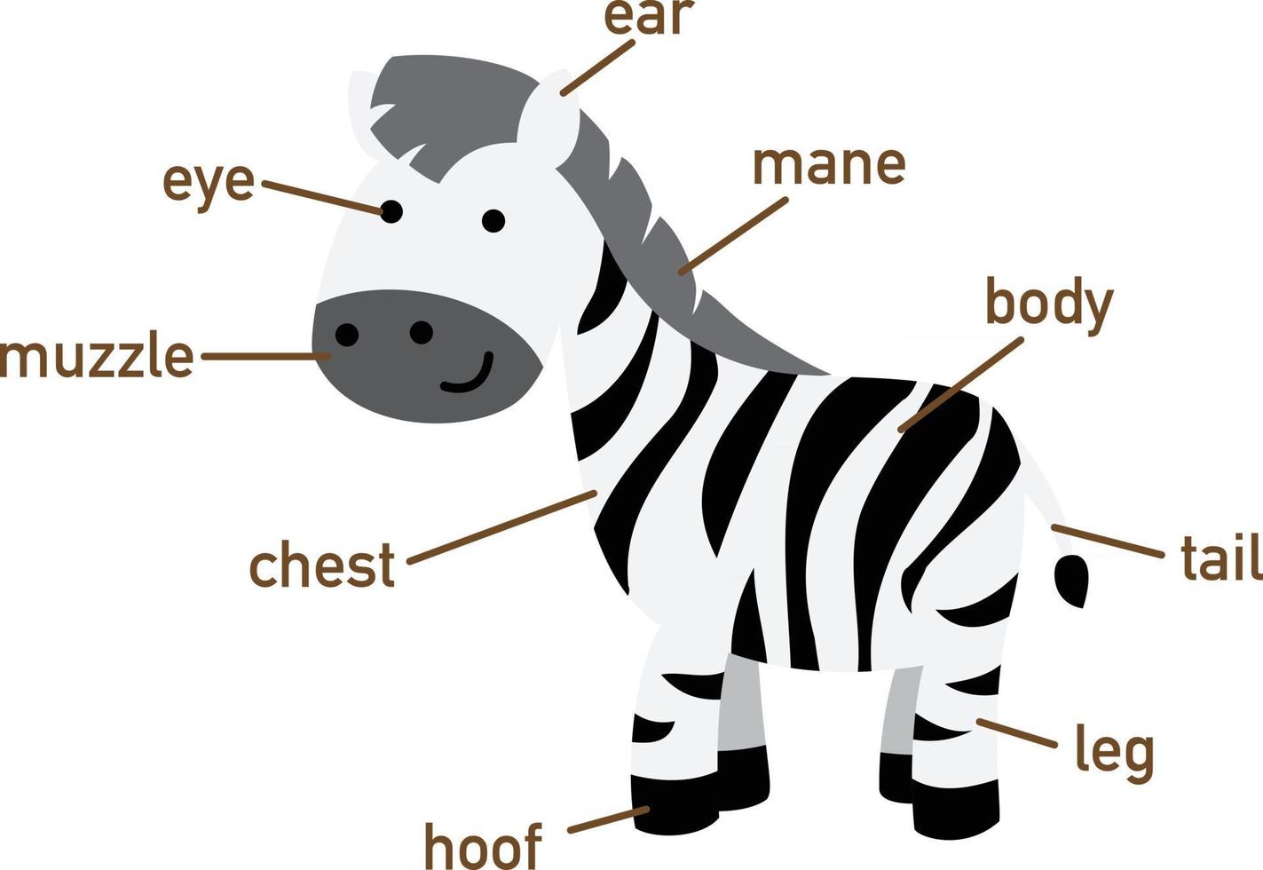 ilustração da parte do vocabulário da zebra de body.vector vetor