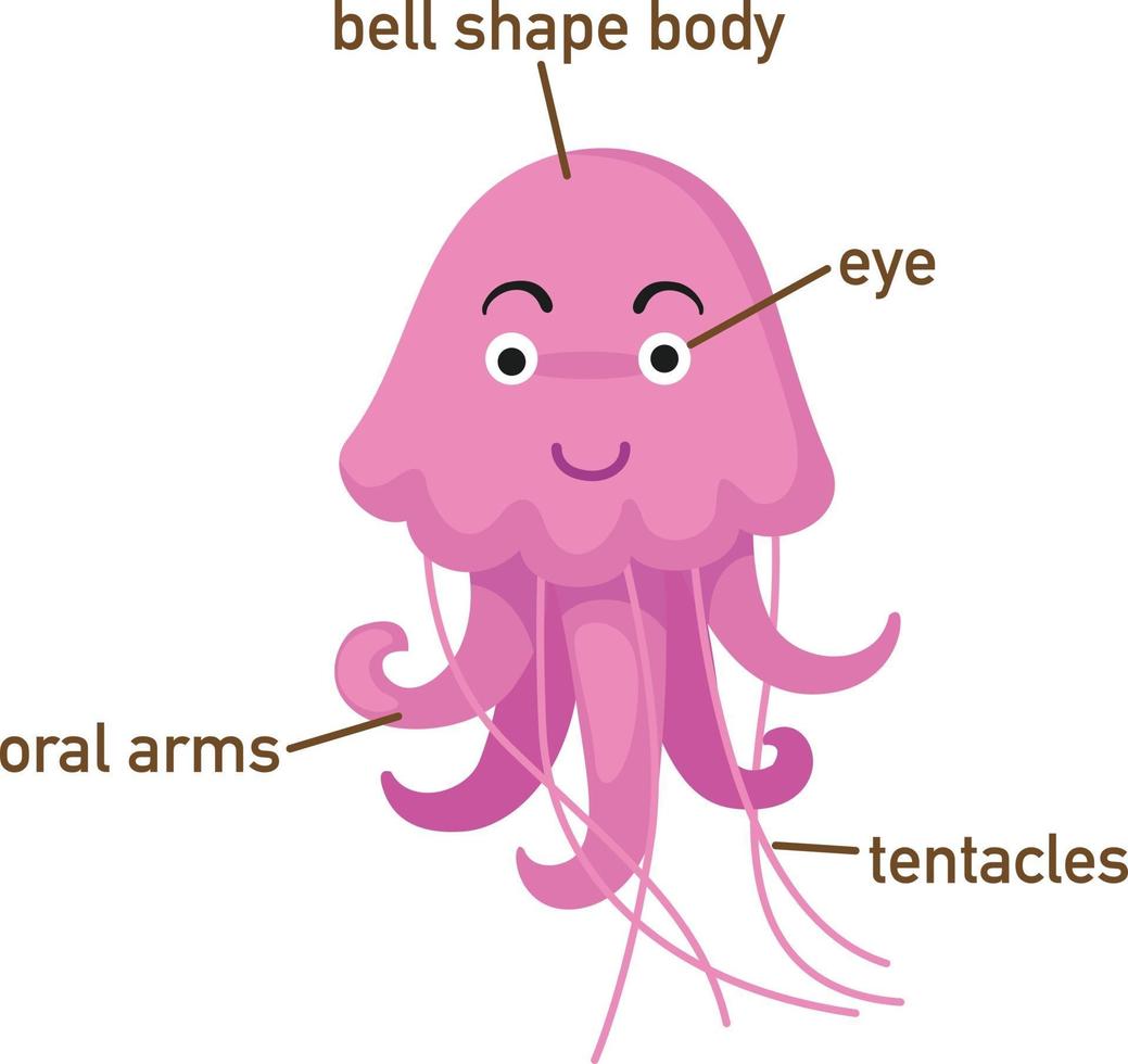 ilustração da parte do vocabulário da água-viva do corpo. vetor