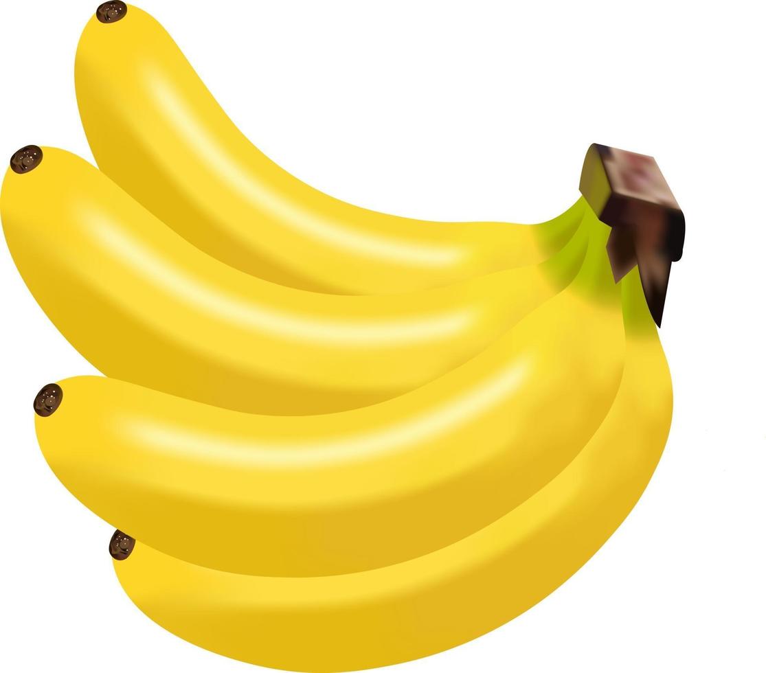 ilustração vetorial de banana madura vetor