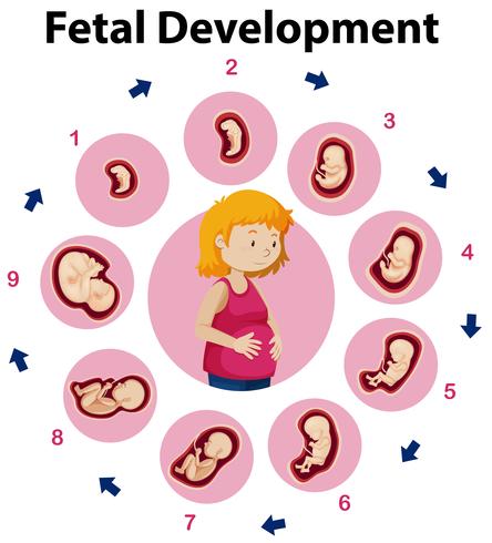 Um cartaz de educação sobre o desenvolvimento fetal vetor