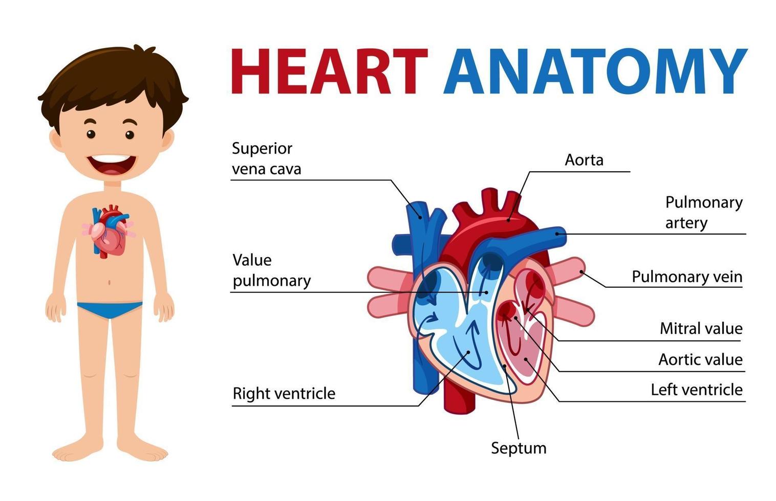 cartaz de informações do diagrama do coração humano vetor