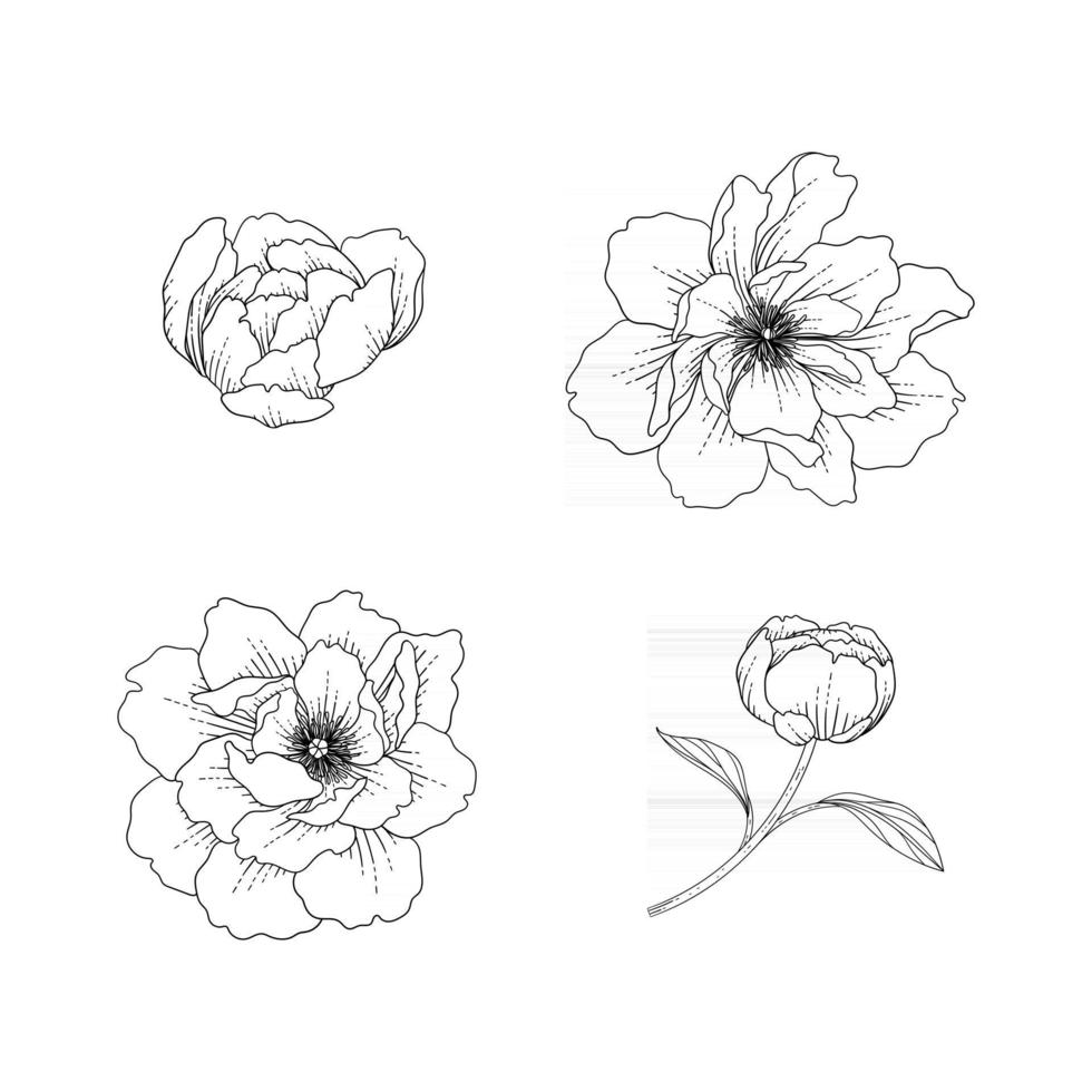 mão desenhada peônia ilustração floral. vetor