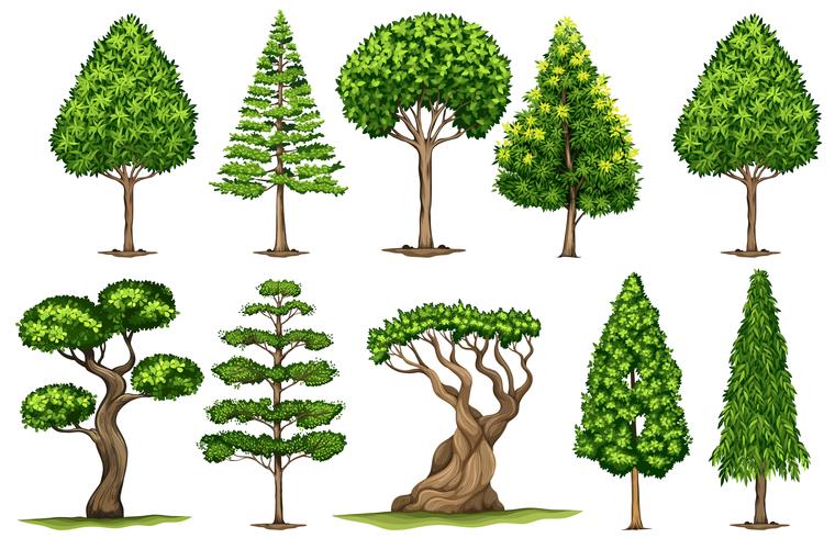 Diferentes tipos de árvores vetor