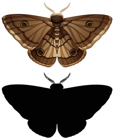 Conjunto de mariposa e silhueta de cor vetor