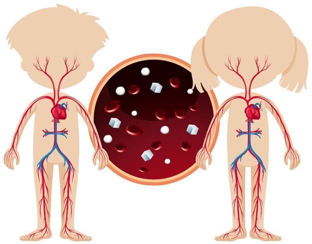 Uma anatomia de menino e menina vetor