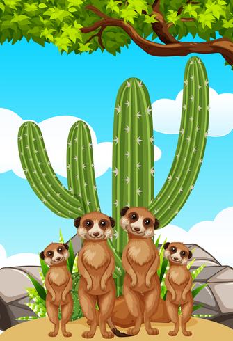 Meerkats aguardando a planta do cacto vetor