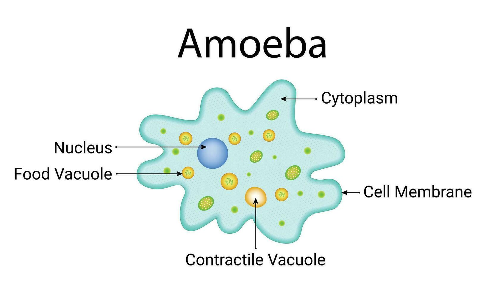 ameba Projeto vetor ilustração