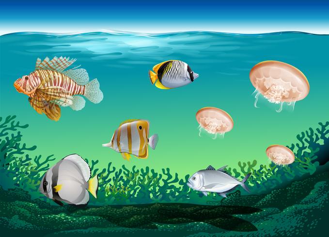 Muitos peixes nadando sob o oceano vetor